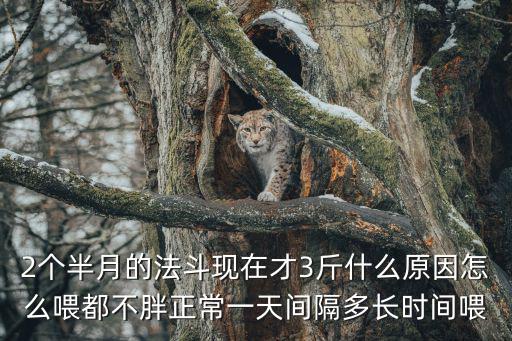 2個(gè)半月的法斗現(xiàn)在才3斤什么原因怎么喂都不胖正常一天間隔多長(zhǎng)時(shí)間喂