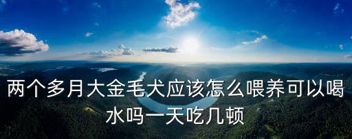 兩個多月大金毛犬應該怎么喂養可以喝水嗎一天吃幾頓