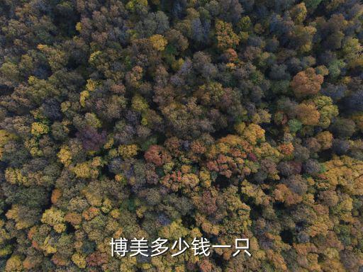 博美多少錢一只