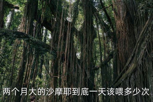 兩個月大的沙摩耶到底一天該喂多少次