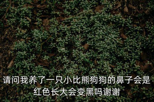 請問我養了一只小比熊狗狗的鼻子會是紅色長大會變黑嗎謝謝