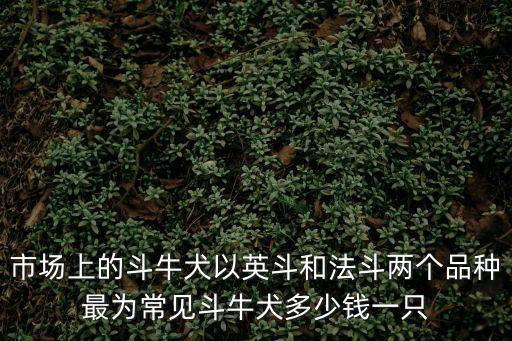 市場上的斗牛犬以英斗和法斗兩個品種最為常見斗牛犬多少錢一只