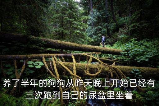 小型貴賓犬養了多少年，泰迪狗養了4年了是幾歲了