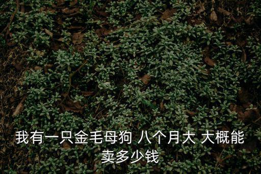 我有一只金毛母狗 八個月大 大概能賣多少錢