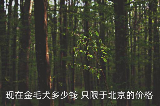 現(xiàn)在金毛犬多少錢 只限于北京的價格