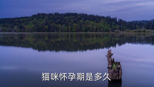 貓咪懷孕期是多久