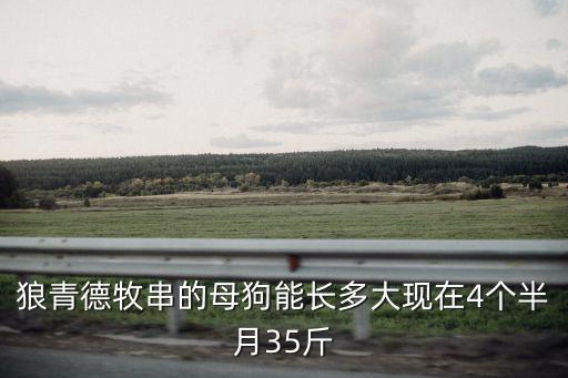 狼青德牧串的母狗能長多大現在4個半月35斤