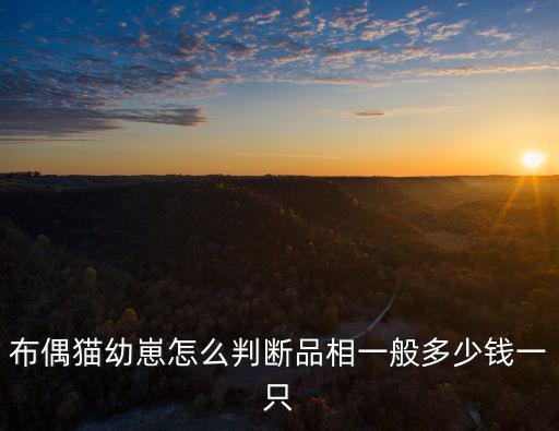 布偶貓幼崽怎么判斷品相一般多少錢一只