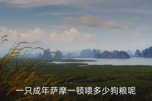 一只成年薩摩一頓喂多少狗糧呢