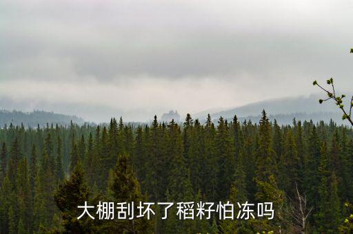 大棚刮壞了稻籽怕凍嗎