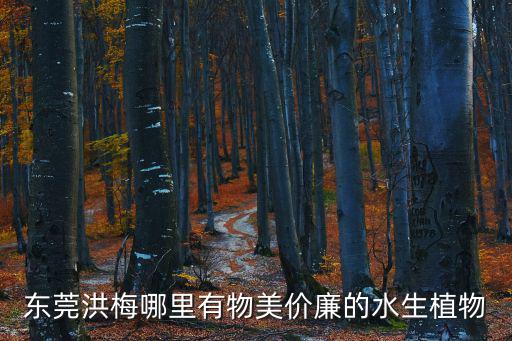 東莞水生植物，東莞水生植物哪里有比較漂亮的哪里的比較好