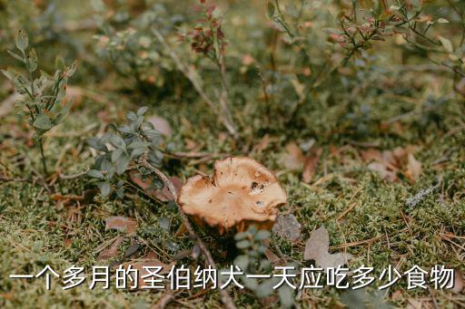 一個多月的圣伯納犬一天應吃多少食物
