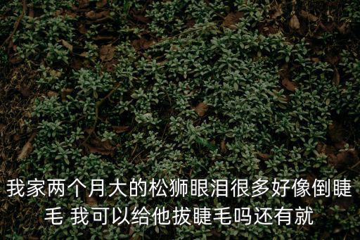 我家兩個月大的松獅眼淚很多好像倒睫毛 我可以給他拔睫毛嗎還有就