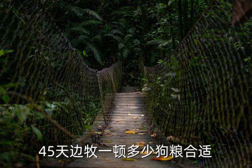 45天邊牧一頓多少狗糧合適