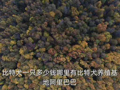 比特犬一只多少錢哪里有比特犬養殖基地阿里巴巴