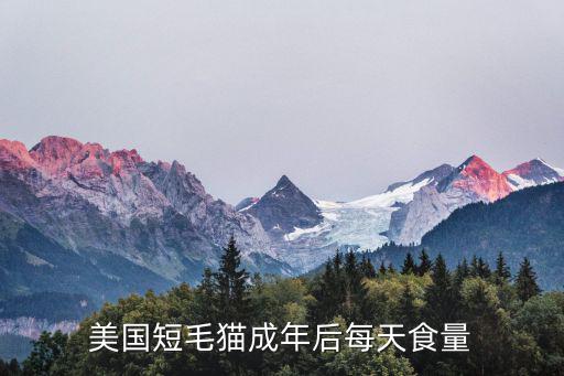 美國短毛貓成年后每天食量