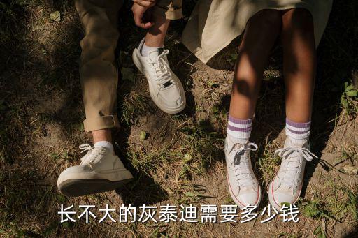 老年灰泰迪多少錢，奶奶灰泰迪大概多少錢
