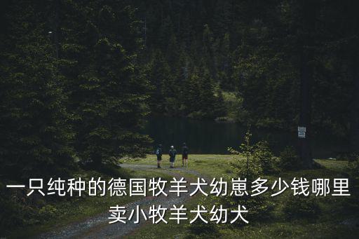 一只純種的德國牧羊犬幼崽多少錢哪里賣小牧羊犬幼犬