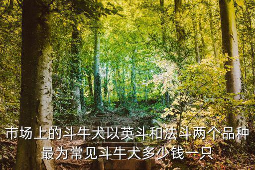 市場上的斗牛犬以英斗和法斗兩個品種最為常見斗牛犬多少錢一只