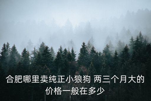 合肥哪里賣純正小狼狗 兩三個(gè)月大的價(jià)格一般在多少