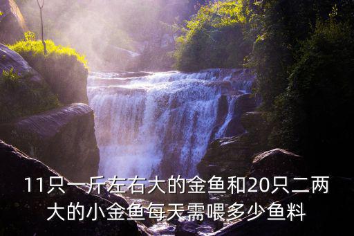 11只一斤左右大的金魚和20只二兩大的小金魚每天需喂多少魚料
