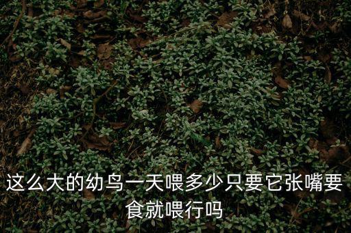 鳥 一次喂多少，這么大的幼鳥一天喂多少只要它張嘴要食就喂行嗎