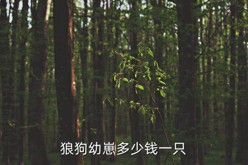 狼狗幼崽多少錢一只