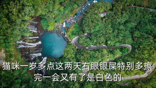 貓咪一歲多點這兩天右眼眼屎特別多擦完一會又有了是白色的