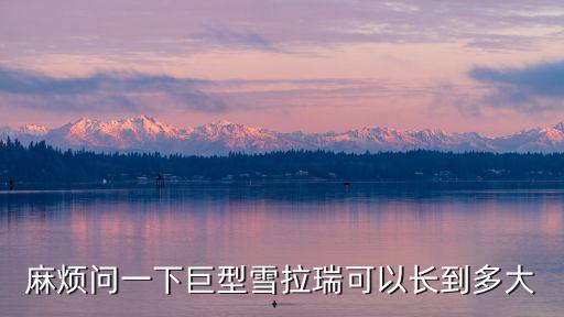 雪納瑞長大多少斤，麻煩問一下巨型雪拉瑞可以長到多大