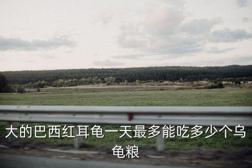 大的巴西紅耳龜一天最多能吃多少個烏龜糧