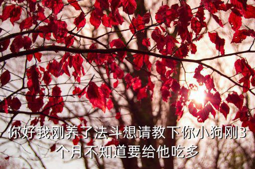 2個月法斗一天吃多少，2個月的斗牛幼犬每次多少粒狗糧