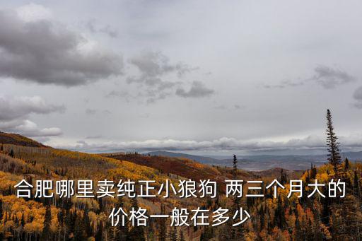 合肥賣狗的價(jià)格多少錢一斤，合肥哪里賣純正小狼狗 兩三個(gè)月大的價(jià)格一般在多少