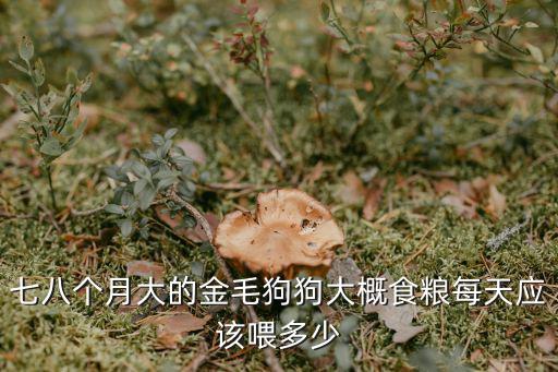 七八個月大的金毛狗狗大概食糧每天應該喂多少