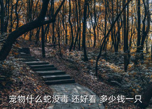 寵物什么蛇沒毒 還好看 多少錢一只