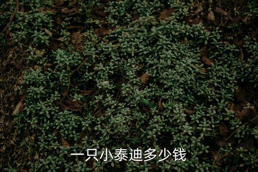一只小泰迪多少錢