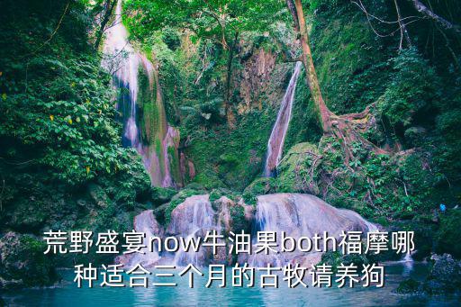 荒野盛宴now牛油果both福摩哪種適合三個月的古牧請養(yǎng)狗