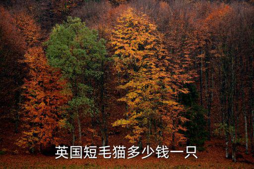英國短毛貓大概多少錢，英國短毛貓多少錢一只