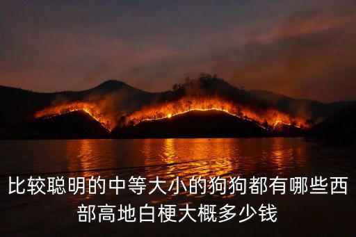 比較聰明的中等大小的狗狗都有哪些西部高地白梗大概多少錢