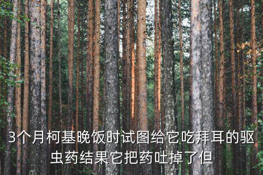 3個月柯基晚飯時試圖給它吃拜耳的驅(qū)蟲藥結(jié)果它把藥吐掉了但