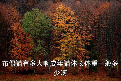 布偶貓有多大啊成年貓體長體重一般多少啊