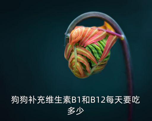 狗狗補充維生素B1和B12每天要吃多少