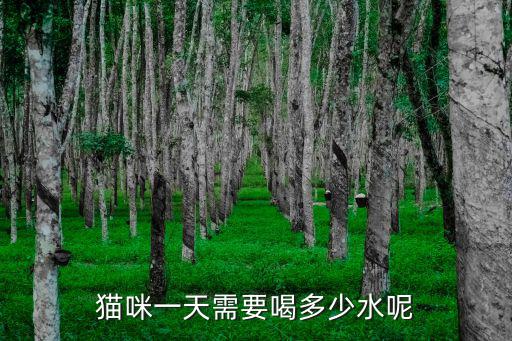 貓咪一天需要喝多少水呢