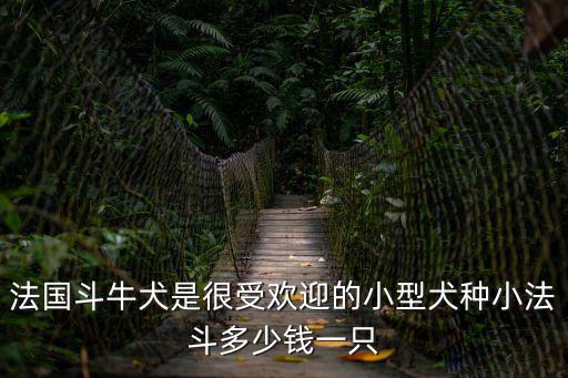 法國斗牛犬是很受歡迎的小型犬種小法斗多少錢一只