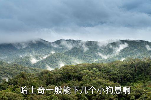 哈士奇一般能下幾個小狗崽啊