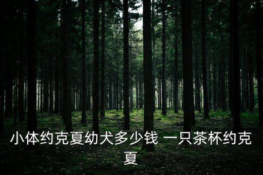 小體約克夏幼犬多少錢 一只茶杯約克夏