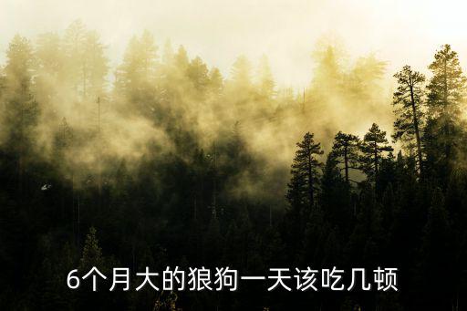 6個(gè)月大的狼狗一天該吃幾頓