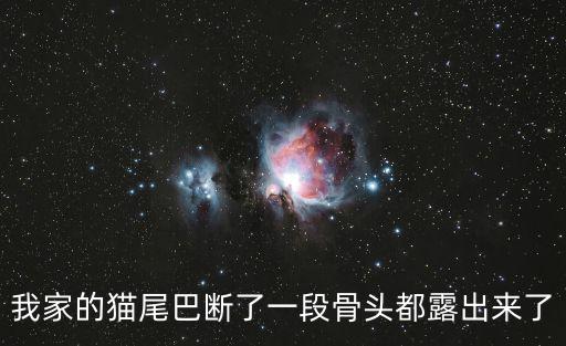 貓尾巴斷了治療多少錢，貓咪尾巴斷了結尾大概多少錢