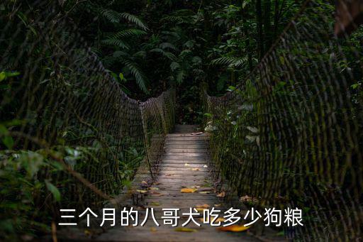 三個月的八哥犬吃多少狗糧