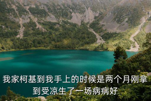 我家柯基到我手上的時候是兩個月剛拿到受涼生了一場病病好