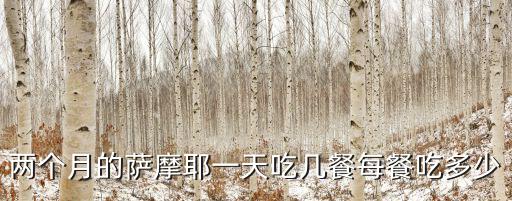 兩個月的薩摩耶一天吃幾餐每餐吃多少